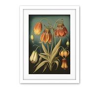 Artery8 Fritillaria Flower Plant Ernst Haeckel Inspired Plant Study Modern Watercolour Painting Illustration Artwork Framed Wall Art Print 18X24 Inch