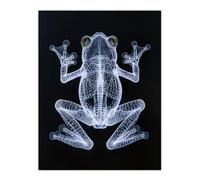 Artery8 Frog Detailed Dark Luminescent Xray Effect Bathroom Toilet Large Wall Art Poster Print Thick Paper 18X24 Inch