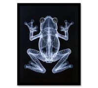 Artery8 Frog Detailed Dark Luminescent Xray Effect Framed Art Print in Black | Size: A4 Artery8 Black A4