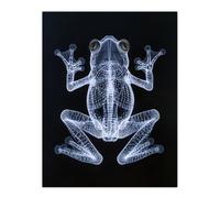 Artery8 Frog Detailed Dark Luminescent Xray Effect Wall Art Print in Black | Size: W18" x H24" Artery8 Black W18" x H24"