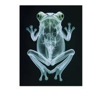 Artery8 Frog Teal Green Dark Luminescent Xray Effect Wall Art Print in Black | Size: W12" x H16" Artery8 Black W12" x H16"