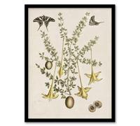 Artery8 Frutex Spinofus Flowers And Butterflies Catesby Framed Wall Art Print A4