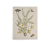 Artery8 Frutex Spinofus Flowers & Butterflies Catesby Canvas Wall Art in Beige | Size: W24" x H32" Artery8 Beige W24" x H32"
