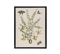 Artery8 Frutex Spinofus Flowers & Butterflies Catesby Framed Canvas Wall Art in Beige | Size: W24" x H32" Artery8 Beige W24" x H32"