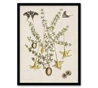 Artery8 Frutex Spinofus Flowers & Butterflies Catesby Framed Wall Art Print in Beige | Size: W12" x H16" Artery8 Beige W12" x H16"