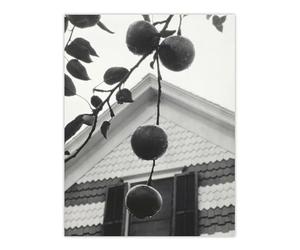 Artery8 Gable and Apples Photograph By Alfred Stieglitz Large Wall Art Print 18X24 : Architectural composition rich with form ideal for study office or photographic living room