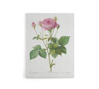 Artery8 Gallic Rose Flower Illustration Redoute Vintage Canvas Wall Art in White | Size: W12" x H16" Artery8 White W12" x H16"