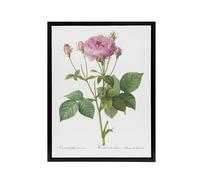 Artery8 Gallic Rose Flower Illustration Redoute Vintage Framed Canvas Wall Art in White | Size: W12" x H16" Artery8 White W12" x H16"