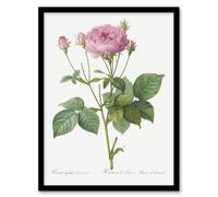 Artery8 Gallic Rose Flower Illustration Redoute Vintage Framed Wall Art Print in White | Size: A4 Artery8 White A4