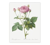 Artery8 Gallic Rose Flower Illustration Redoute Vintage Wall Art Print Poster in White | Size: W18" x H24" Artery8 White W18" x H24"