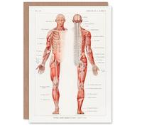 Artery8 Galtier Boissiere Art Card Human Nervous System Vintage Illustration