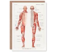 Artery8 Galtier Boissiere Art Card Human Nervous System Vintage Illustration