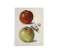 Artery8 Gascoignes Seedling Sandringham Apples Wright Canvas Wall Art Print in White | Size: W12" x H16" Artery8 White W12" x H16"