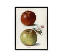 Artery8 Gascoignes Seedling Sandringham Apples Wright Framed Canvas Wall Art in White | Size: W12" x H16" Artery8 White W12" x H16"