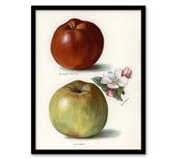 Artery8 Gascoignes Seedling Sandringham Apples Wright Framed Wall Art Print in White | Size: W12" x H16" Artery8 White W12" x H16"
