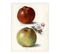 Artery8 Gascoignes Seedling Sandringham Apples Wright Wall Art Poster Print in White | Size: W18" x H24" Artery8 White W18" x H24"