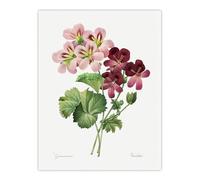 Artery8 Geranium Flowers Illustration Large Wall Art Poster Print 18X24 Inch Artwork By Redoute : Crimson Petal Composition Giving Warmth And Vitality To Neutral Living Room Walls