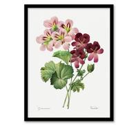 Artery8 Geranium Flowers Illustration Redoute Vintage Framed Wall Art Print 12X16"