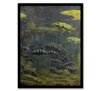 Artery8 Gerrit Willem Dijsselhof Framed Wall Art Pike & Perch in Aquarium in Green | Size: A4 Artery8 Green A4