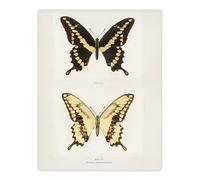 Artery8 Giant Swallowtail Butterfly By Sherman Denton Extra Large XL Wall Art Print 24X32 : Intricate butterfly composition bringing life to hallway study or natural themed living room
