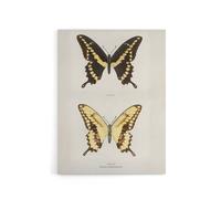 Artery8 Giant Swallowtail Butterfly Sherman Denton Canvas Wall Art Print in White | Size: W24" x H32" Artery8 White W24" x H32"