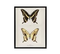 Artery8 Giant Swallowtail Butterfly Sherman Denton Framed Canvas Wall Art in White | Size: W12" x H16" Artery8 White W12" x H16"