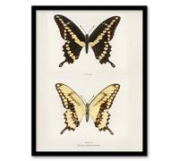 Artery8 Giant Swallowtail Butterfly Sherman Denton Framed Wall Art Print in White | Size: A4 Artery8 White A4