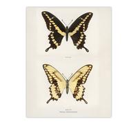 Artery8 Giant Swallowtail Butterfly Sherman Denton Wall Art Poster Print in White | Size: W18" x H24" Artery8 White W18" x H24"