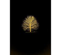 Artery8 Gold Effect Yellow Black Lone Tree Isolate Unframed Art Print Poster Wall Decor 12x16 inch