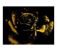 Artery8 Gold Effect Yellow Black Rose Close Up Flora Premium Wall Art Canvas Print 18X24 Inch