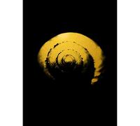 Artery8 Gold Effect Yellow Black Shell Snail Spiral Unframed Wall Art Print Poster Home Decor Premium