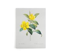 Artery8 Golden Guinea Vine Flowers Canvas Wall Art Print 24X32 Artwork By Redoute : Golden Vine Design Adding Tropical Character And Bright Mood To Dining Interiors