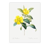 Artery8 Golden Guinea Vine Flowers XL Extra Large Wall Art Poster Print 24X32 Artwork By Redoute : Golden Vine Design Adding Tropical Character And Bright Mood To Dining Interiors