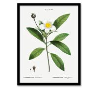 Artery8 Gordonia Tree Loblolly Bay Flowers Redoute Framed Wall Art Print in White | Size: A4 Artery8 White A4