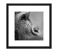 Artery8 Gorilla Ape Face Head Photo 8X8 Inch Square Wooden Framed Wall Art Print Picture with Mount in Black Artery8 Black