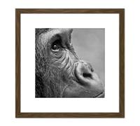 Artery8 Gorilla Ape Face Head Photo 8X8 Inch Square Wooden Framed Wall Art Print Picture with Mount in Brown Artery8 Brown
