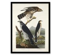 Artery8 Goshawk and Stanley Hawk Framed Wall Art Print 18X24 Inch Artwork By Audubon : Bird Of Prey Illustration Suited For Study Or Hallway Showing Power Grace And Wild Natural Beauty