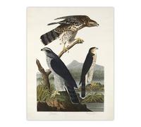 Artery8 Goshawk and Stanley Hawk XL Extra Large Wall Art Poster Print 24X32 Artwork By Audubon : Bird Of Prey Illustration Suited For Study Or Hallway Showing Power Grace And Wild Natural Beauty