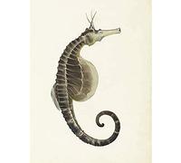 Artery8 Gould Sea Horse Book Fish Illustration Art Print Canvas Premium Wall Decor Poster Mural