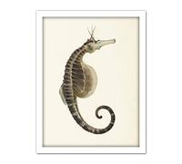 Artery8 Gould Sea Horse Book Fish Illustration Artwork Framed Wall Art Print 18X24 Inch
