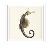 Artery8 Gould Sea Horse Book Fish Illustration Square Wooden Framed Wall Art Print Picture 16X16 Inch