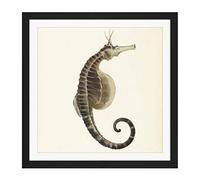 Artery8 Gould Sea Horse Book Fish Illustration Square Wooden Framed Wall Art Print Picture 16X16 Inch
