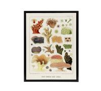 Artery8 Great Barrier Reef Corals Illustration Kent Framed Canvas Wall Art in White | Size: W12" x H16" Artery8 White W12" x H16"