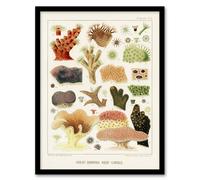 Artery8 Great Barrier Reef Corals Illustration Kent Framed Wall Art Print 12X16"