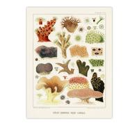Artery8 Great Barrier Reef Corals Illustration Kent Wall Art Poster Print 12X16"