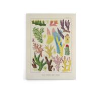 Artery8 Great Barrier Reef Corals Marine Life Kent Canvas Wall Art Print in Beige | Size: W24" x H32" Artery8 Beige W24" x H32"