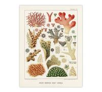 Artery8 Great Barrier Reef of Australia Corals Kent Wall Art Poster Print in White | Size: W24" x H32" Artery8 White W24" x H32"
