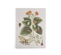 Artery8 Great Moth Tievine & Geiger Tree Flowers Catesby Canvas Wall Art | Size: W24" x H32" Artery8 Multicolor W24" x H32"