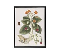 Artery8 Great Moth Tievine & Geiger Tree Flowers Catesby Framed Canvas Art | Size: W12" x H16" Artery8 Multicolor W12" x H16"