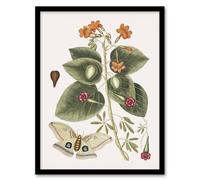 Artery8 Great Moth Tievine And Geiger Tree Flowers Catesby Framed Wall Art Print A4